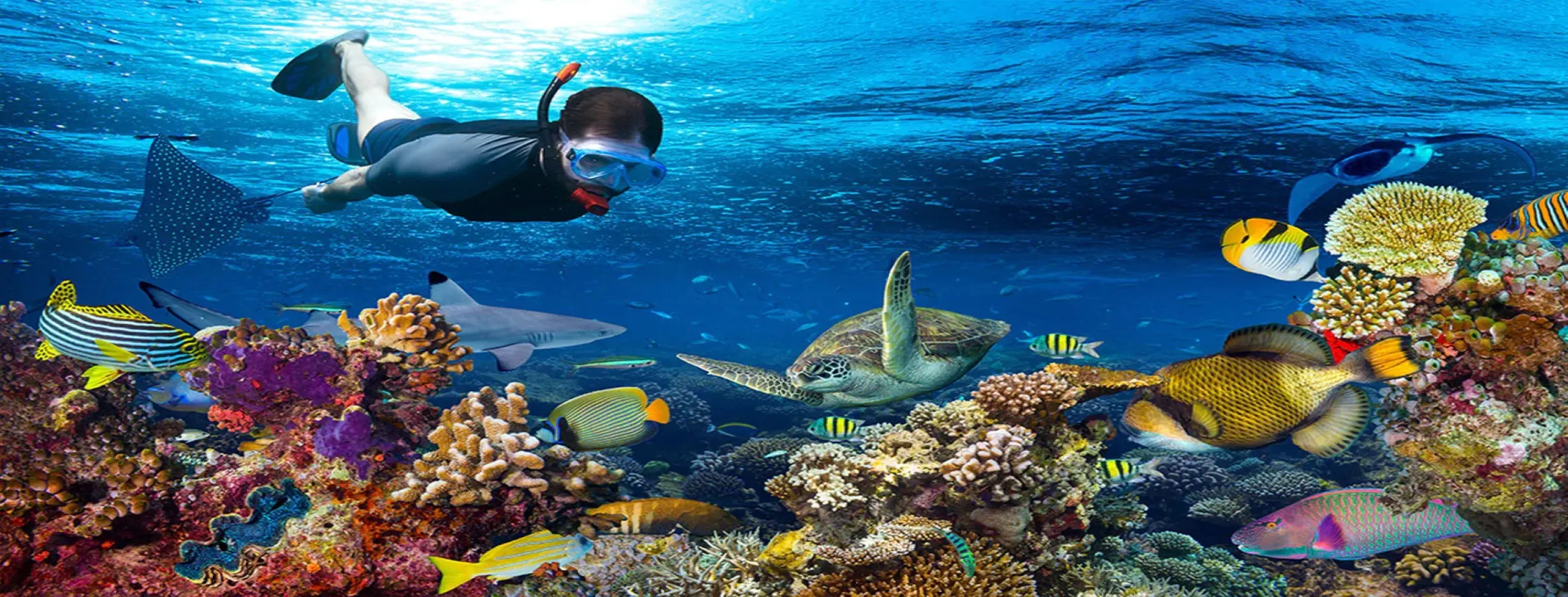 Image for Coral Snorkeling